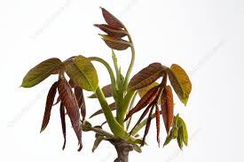 Attēlu rezultāti vaicājumam “Juglans regia leaf”