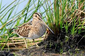 Image result for Gallinago gallinago