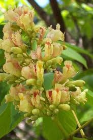 Attēlu rezultāti vaicājumam “Aesculus flava”