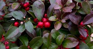 Attēlu rezultāti vaicājumam “Gaultheria cuneata”