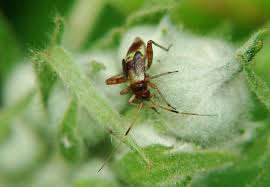 Attēlu rezultāti vaicājumam “Closterotomus biclavatus imago”