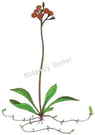 Image result for Hieracium aurantiacum