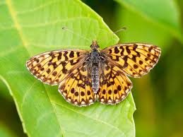 Attēlu rezultāti vaicājumam “Boloria dia underside”