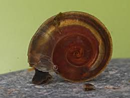 Attēlu rezultāti vaicājumam “Planorbidae”