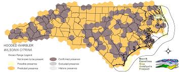 Image result for Wilsonia citrina