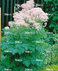 Attēlu rezultāti vaicājumam “Thalictrum aquilegifolium bud”