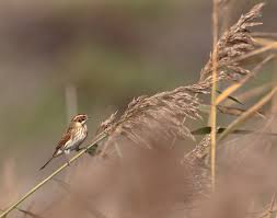 Attēlu rezultāti vaicājumam “Emberiza schoeniclus”