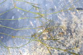 Attēlu rezultāti vaicājumam “Potamogeton trichoides”