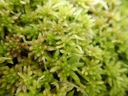 Attēlu rezultāti vaicājumam “Eurhynchiastrum pulchellum macro”