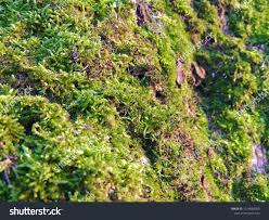 Attēlu rezultāti vaicājumam “Eurhynchium striatum”