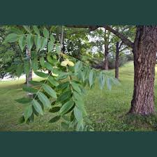 Attēlu rezultāti vaicājumam “Juglans cinerea leaf”