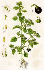 Attēlu rezultāti vaicājumam “Solanum nigrum”