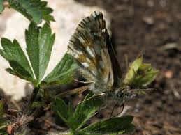 Attēlu rezultāti vaicājumam “Pyrgus serratulae upperside”