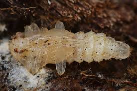 Attēlu rezultāti vaicājumam “Schizotus pectinicornis”