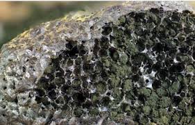 Attēlu rezultāti vaicājumam “Enteridium olivaceum”