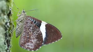 Attēlu rezultāti vaicājumam “Geometridae”