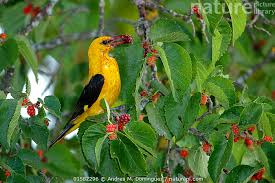 Attēlu rezultāti vaicājumam “Oriolus oriolus”