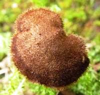 Attēlu rezultāti vaicājumam “Physarum auriscalpium sessile”