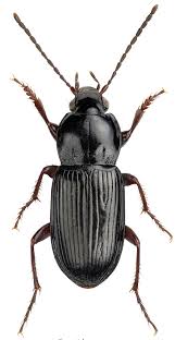 Attēlu rezultāti vaicājumam “Pterostichus aterrimus”