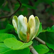 Attēlu rezultāti vaicājumam “Magnolia acuminata bud”