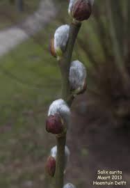 Attēlu rezultāti vaicājumam “Salix aurita bud”