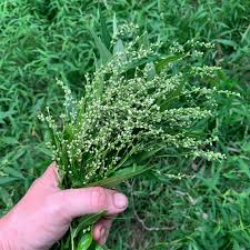 Attēlu rezultāti vaicājumam “Persicaria hydropiper”