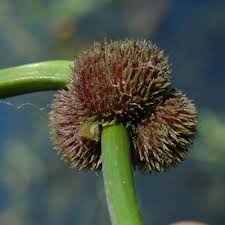 Attēlu rezultāti vaicājumam “Sagittaria sagittifolia fruit”