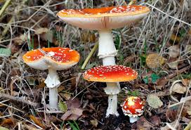 Attēlu rezultāti vaicājumam “Pistillaria sp.”