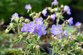 Attēlu rezultāti vaicājumam “Geranium pratense flower”