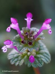 Attēlu rezultāti vaicājumam “Lamium amplexicaule flower”