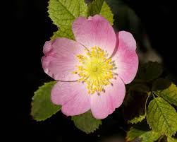 Image result for Rosa canina