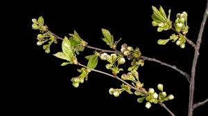 Attēlu rezultāti vaicājumam “Cerasus bud”