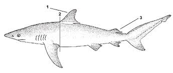 Image result for Carcharhinus obscurus