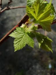 Attēlu rezultāti vaicājumam “Ribes nigrum leaf”