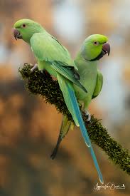 Image result for Psittacula krameri