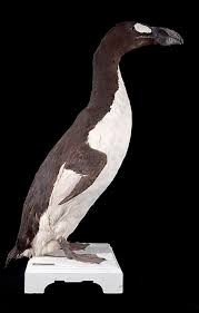 Image result for Pinguinus impennis