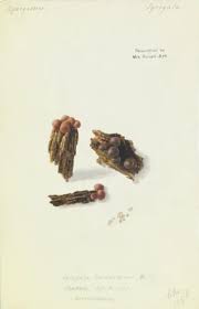 Attēlu rezultāti vaicājumam “Lycogala epidendrum s.str.”