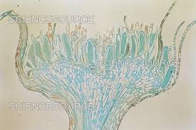 Attēlu rezultāti vaicājumam “Mnium hornum sporophyte”