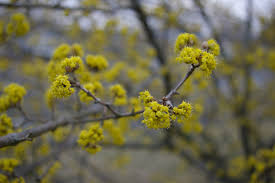 Attēlu rezultāti vaicājumam “Cornus mas flower”