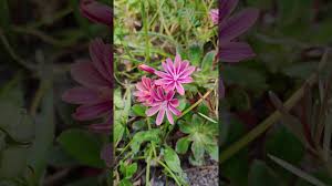 Image result for Bitterwurz