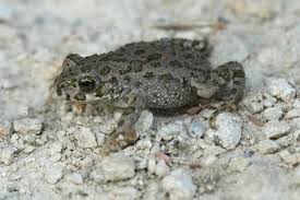 Attēlu rezultāti vaicājumam “Bufo bufo juvenile”