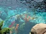 Mermaid.net: The Home of Mermaids Online