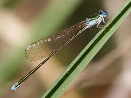 Attēlu rezultāti vaicājumam “Nehalennia speciosa”