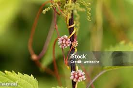 Attēlu rezultāti vaicājumam “Cuscuta europaea fruit”
