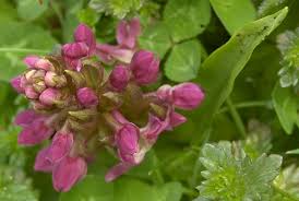 Attēlu rezultāti vaicājumam “Dactylorhiza ochroleuca bud”