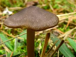 Attēlu rezultāti vaicājumam “Entoloma vernum”