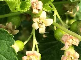 Attēlu rezultāti vaicājumam “Ribes nigrum flower”