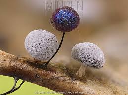 Attēlu rezultāti vaicājumam “Didymium squamulosum”