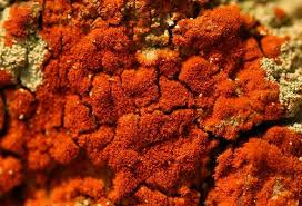 Attēlu rezultāti vaicājumam “Trentepohlia sp.”