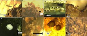 Attēlu rezultāti vaicājumam “Diderma hemisphaericum stalked”